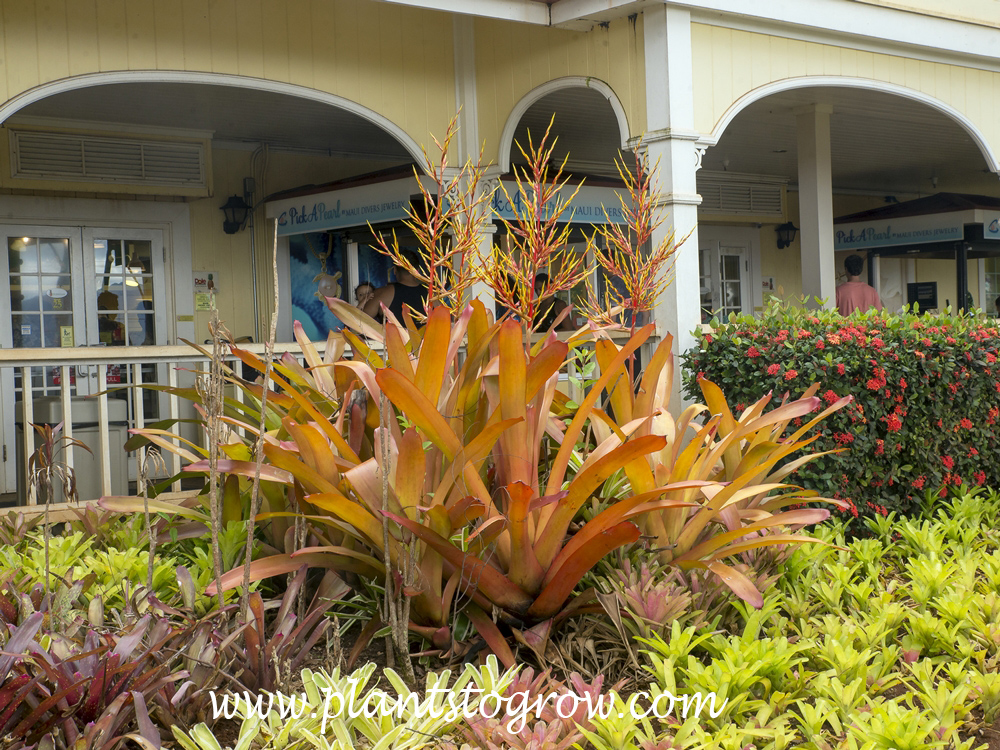 Aechmea blanchetiana Orange
Used as an impressive landscape plant in this garden mostly of Bromeliads.